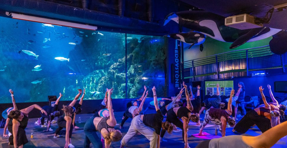 A photograph of people doing yoga in the Market Hall's immersive dome.